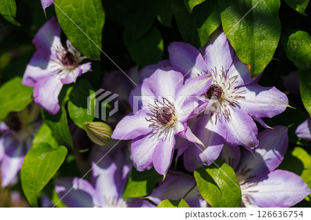 鐵線蓮花 126636754