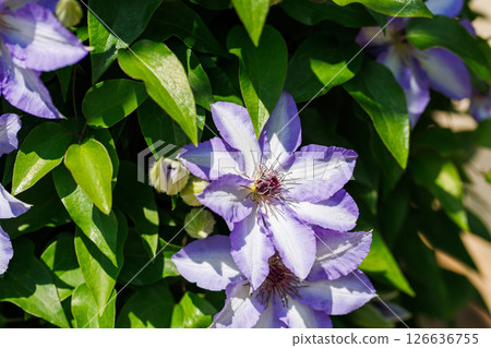 Clematis flower 126636755
