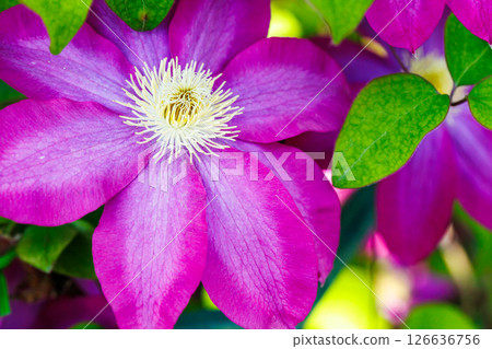 Clematis flower 126636756