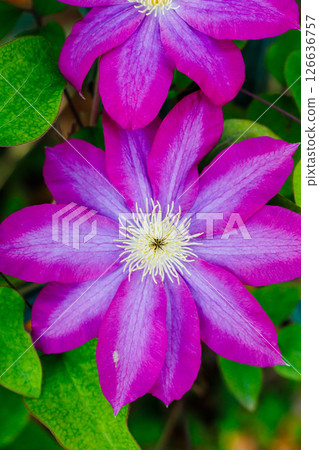 鐵線蓮花 126636757