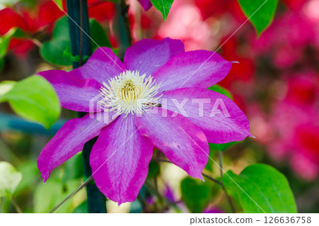 鐵線蓮花 126636758