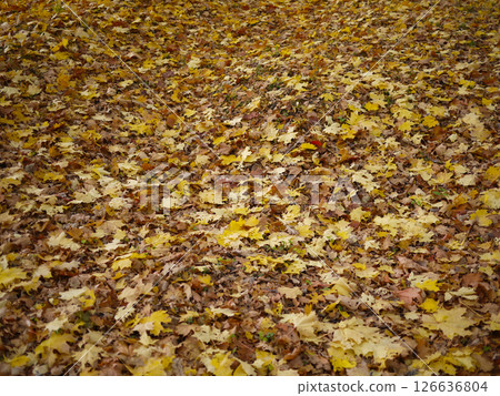 Fallen autumn yellow maple leaves covering the ground Fallen autumn yellow maple leaves covering the ground 126636804