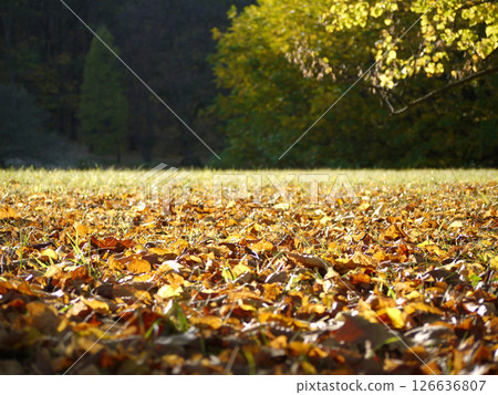 Fallen autumn yellow leaves covering the ground Fallen autumn yellow leaves covering the ground 126636807