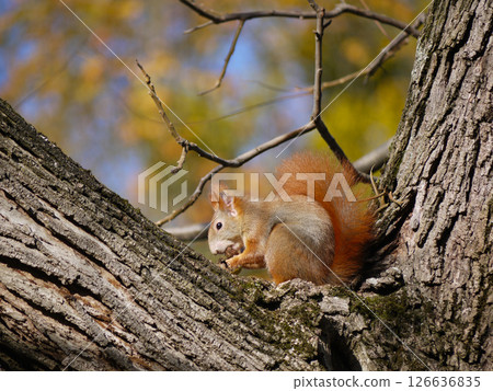 Close-up squirrel sits on a tree branch and eats a nut in the park in autumn Close-up squirrel sits on a tree branch and eats a nut in the park in autumn 126636835