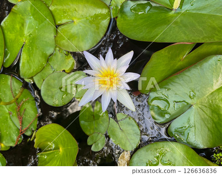 White Nymphaea water lily lotus blossom in pool in a botanical garden in Puerto de la Cruz, La Orotava, Tenerife 126636836
