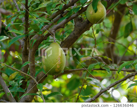 Crescentia cujete tree fruits in a botanical garden in Puerto de la Cruz, La Orotava, Tenerife Crescentia cujete tree fruits in a botanical garden in Puerto de la Cruz, La Orotava, Tenerife 126636846
