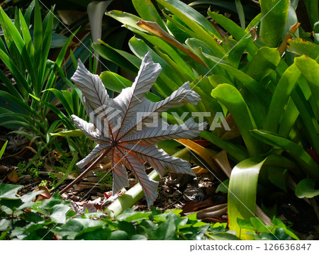 A large beautiful autumn fallen dried leaf lies on the grass 126636847