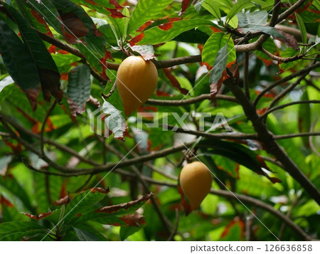Pouteria campechiana tropical fruits growing on a tree. Leaves are affected by disease, the tips of the leaves dry out. Plant disease, proper care concept 126636858