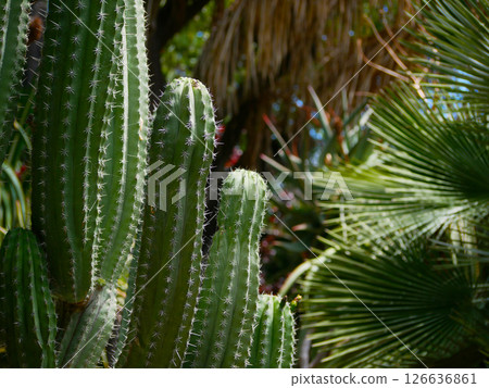 A large cactus in a botanical garden in Puerto de la Cruz, La Orotava, Tenerife 126636861