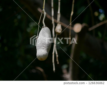 Fruits of Kigelia africana sausage tree hanging on a tree in sunlight in botanical garden Tenerife 126636862