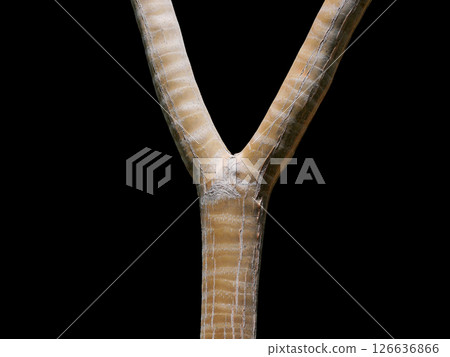 Forked tree trunk isolated on black background. Y-form, Y shape, slingshot tree brunch 126636866