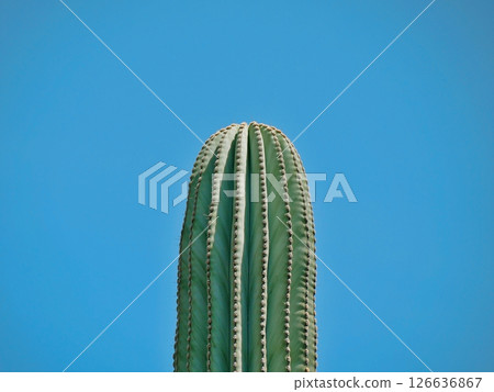 A large cactus close up at the sky background. Pattern for design wallpaper, poster, banner, card or cover. Tropical concept. Puerto de la Cruz, Tenerife A large cactus close up at the sky background. Pattern for design wallpaper, poster, banner, card or cover. Tropical concept. Puerto de la Cruz, Tenerife 126636867