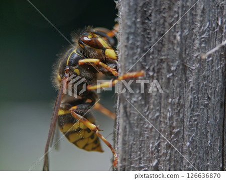 Macro photo of a bee seating on a wood 126636870