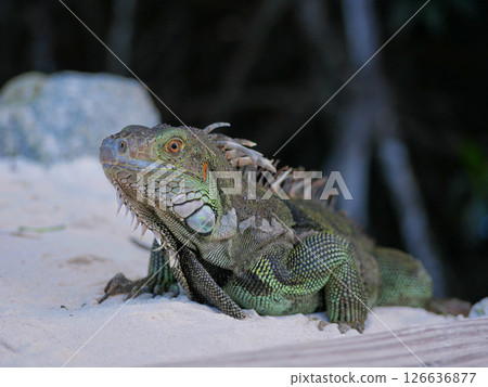 Huge iguana lizard on the beach in Aruba Huge iguana lizard on the beach in Aruba 126636877