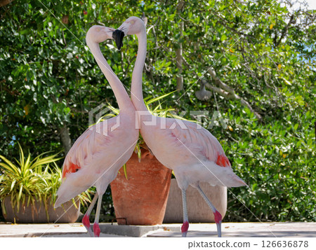 Two flamingos admire kissing each other. A heart form between them. Flamingo couple in love Two flamingos admire kissing each other. A heart form between them. Flamingo couple in love 126636878