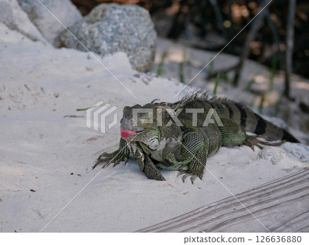 Huge iguana lizard on the beach in Aruba 126636880