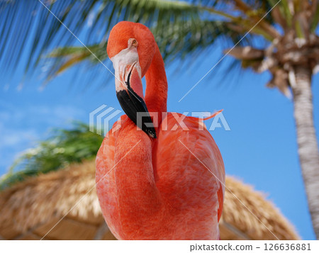 Flamingo on the Aruba beach close up 126636881