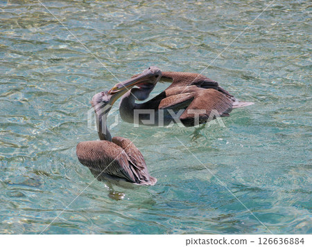 Two pelicans kissing. Pelican couple in love in the water on Aruba beach 126636884