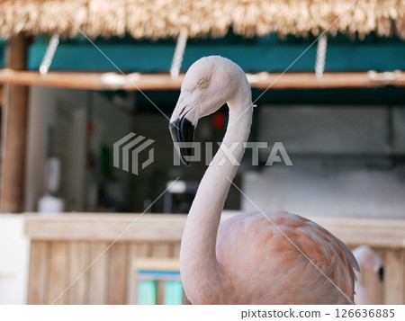 Flamingo on the Aruba beach close up Flamingo on the Aruba beach close up 126636885