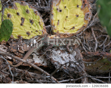 Blue lizard crawling on a cactus Blue lizard crawling on a cactus 126636886