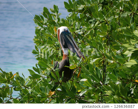Broun pelican seats on a mangrove tree brunch on Aruba beach 126636887
