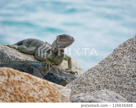 Huge iguana lizard on the beach in Aruba 126636888