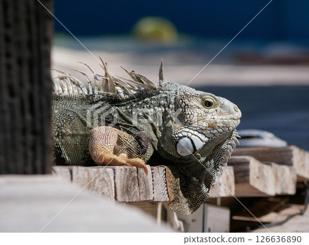 Huge iguana lizard on the beach in Aruba 126636890