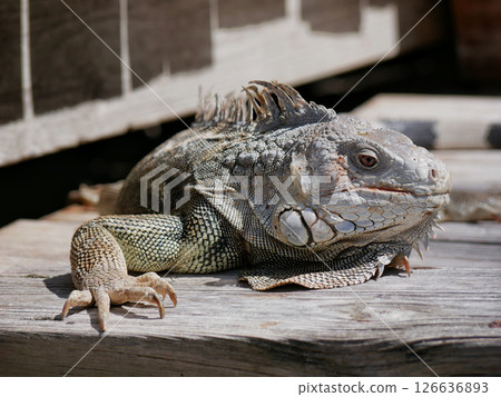 Huge iguana lizard on the beach in Aruba 126636893