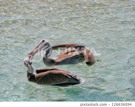 Two pelicans kissing. Pelican couple in love in the water on Aruba beach 126636894