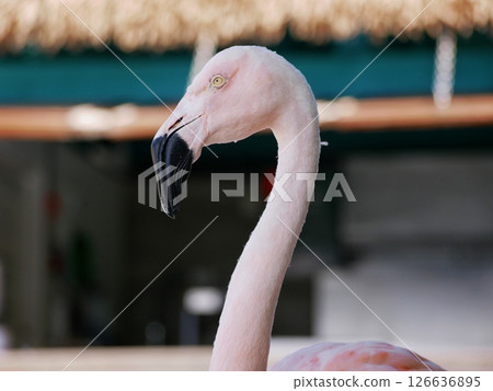 Flamingo on the Aruba beach close up 126636895