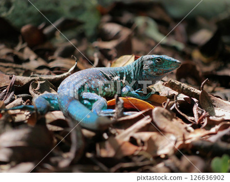 Blue lizard seating on dry leaves close up 126636902