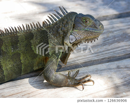 Huge iguana lizard on the beach in Aruba 126636906
