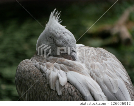 Big white pelican sleeping on a tree at the background of green leaves Big white pelican sleeping on a tree at the background of green leaves 126636912