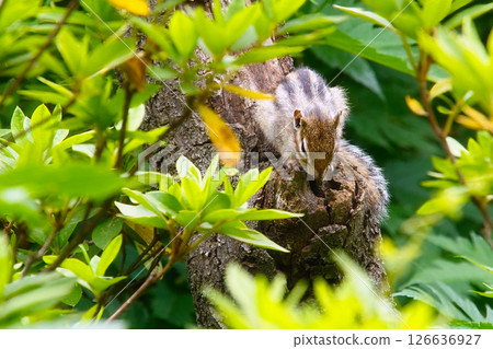 Squirrel peeking through a tree hole 126636927