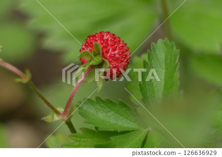 Strawberry wild fragaria berry macro close up. Background wallpaper picture. Nature and gardening concept Strawberry wild fragaria berry macro close up. Background wallpaper picture. Nature and gardening concept 126636929