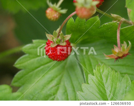 Strawberry wild fragaria berry macro close up. Background wallpaper picture. Nature and gardening concept 126636930