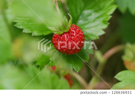 Strawberry wild fragaria berry macro close up. Background wallpaper picture. Nature and gardening concept 126636931