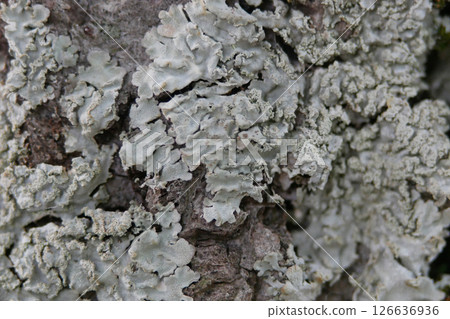 Tree bark with Cladonia lichen close up. Abstract texture background Tree bark with Cladonia lichen close up. Abstract texture background 126636936