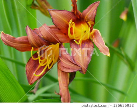 Hemerocallis Fulva daylily brownish yellow flower macro close up. High quality detailed photo of pollen, stamens and pistil. Gardening concept 126636938