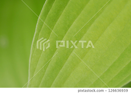 Green tree leaf close-up macro. Background abstract texture high quality detailed pattern wallpaper with copy space for text. Nature organic ecology minimalism concept Green tree leaf close-up macro. Background abstract texture high quality detailed pattern wallpaper with copy space for text. Nature organic ecology minimalism concept 126636939
