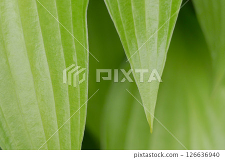 Green tree leaf close-up macro. Background abstract texture high quality detailed pattern wallpaper with copy space for text. Nature organic ecology minimalism concept 126636940