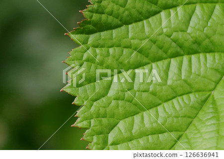 Green tree leaf close-up macro. Background abstract texture high quality detailed pattern wallpaper with copy space for text. Nature organic ecology minimalism concept 126636941