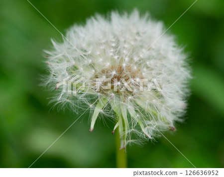 Blowball dandelion close up macro photo. High quality background wallpaper with copy space Blowball dandelion close up macro photo. High quality background wallpaper with copy space 126636952