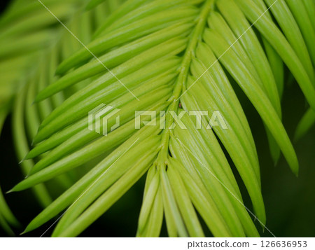 Green coniferous tree branch close-up macro. Background abstract texture high quality detailed pattern wallpaper with copy space for text. Nature organic ecology minimalism concept Green coniferous tree branch close-up macro. Background abstract texture high quality detailed pattern wallpaper with copy space for text. Nature organic ecology minimalism concept 126636953