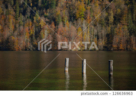 Wooden piles sticking out of water. Trees with autumn colored leaves are reflected in the lake. Konigssee lake shore 126636963