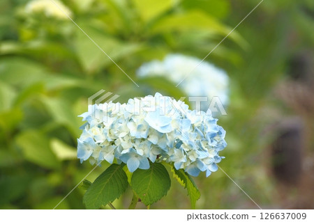 Blue hydrangea 126637009
