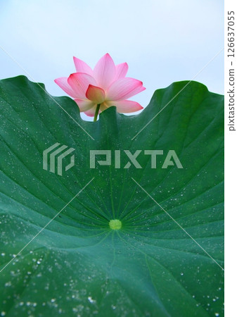 Lotus flower (vertical composition) 126637055