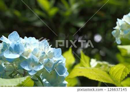 藍色繡球花 126637145