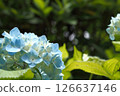 Blue hydrangea 126637146