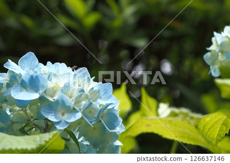 Blue hydrangea 126637146